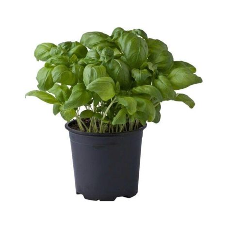 Basilico genovese "Ocimum basilicum" pianta aromatica in vaso  14 cm (1/2)