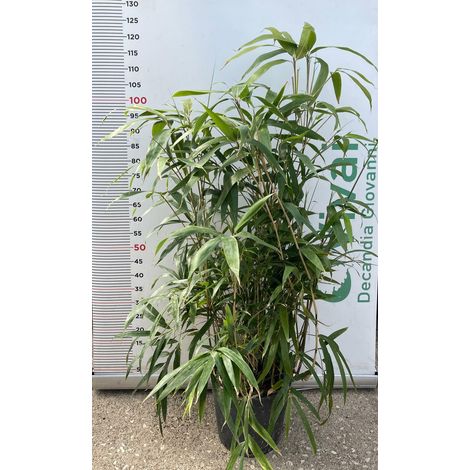 PIANTA DI BAMBU' "phyllostachys pseudosasa japonica" V.24 CM (foto reale)