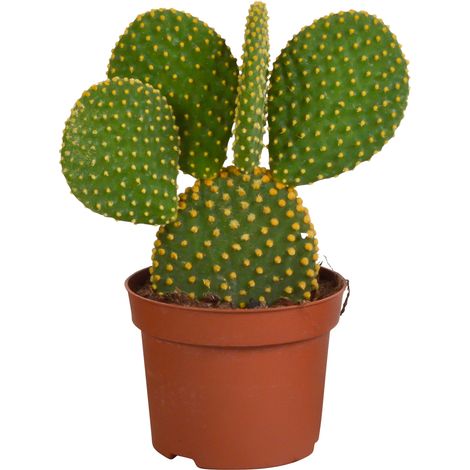 Cactus Opuntia Microdasys - Plante d'Intérieur Oreilles de Lapin Mickey Mouse - Ø 12 cm sans pot - PANGIVO (1/4)