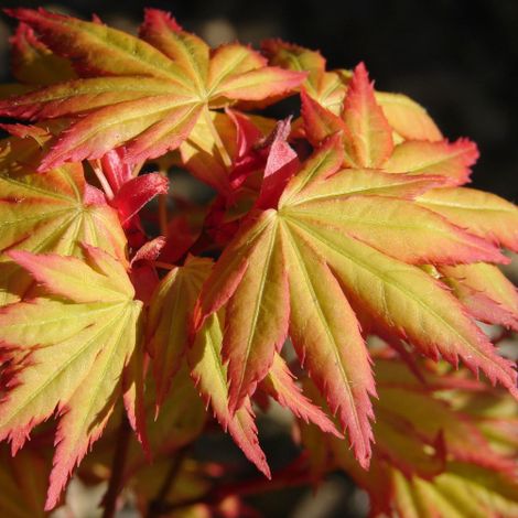 Acero rosso giapponese "Acer palmatum Orange Dream" pianta in vaso ø11 cm (1/5)