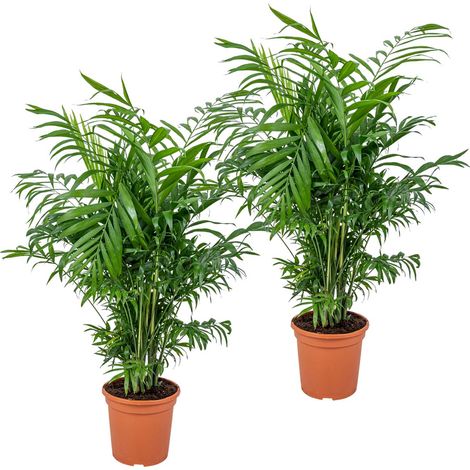 Bloomique - Lot de 2 - Chamaedorea Elegans - Palmier Nain Mexicain - Plantes d’intérieur - Dépolluantes - Sans danger pour les animaux - Facile d’entretien - Hauteur 50-60 cm - Pot 17 cm
