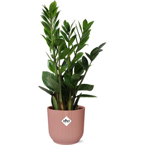 Zamioculcas Plante ZZ d'Intérieur Entretien Facile avec Pot Rose Hauteur 45-50 cm - PANGIVO (1/5)