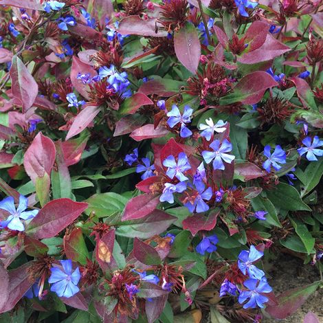 4 x Plumbago de Chine - Ceratostigma plumbaginoides - godet 9x9
