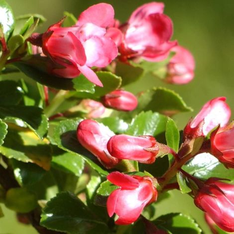 Escallonia Apple Blossom/Pot de 4L - 40/60 cm (1/4)