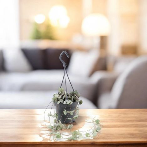 Gardenaria Ceropegia woodii - Pianta da interno ornamentale - Altezza: 20 cm (vaso 8) (1/4)