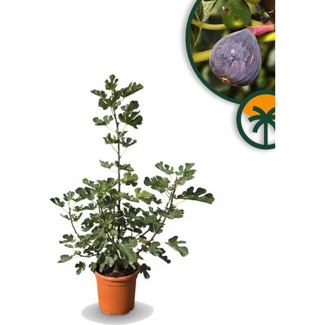 Ficus Carica (Higuera) – Figuier en forme d'arbuste, pot de 18 (1/2)