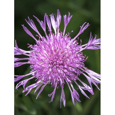 Centaurée jacée Godet de 8/9 cm (1/5)