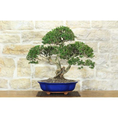 Bonsai di Mirto Microphylla (52)