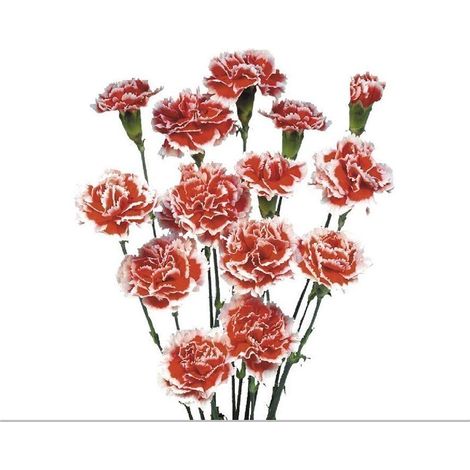 JARDIN202 - Miniclavel  Flor Natural  Clavelina  Ramo de 10 tallos  60cm de alto   (Bicolor Rojo/Blanco)