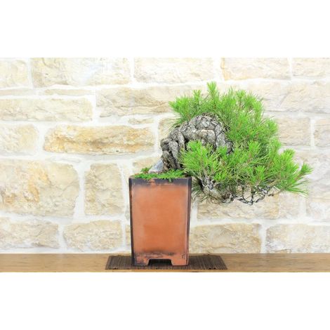 Bonsai di Pino Nero Thunbergii (37) (1/5)
