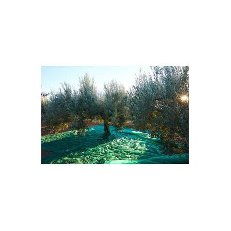 C RETE P/OLIVE ANTISPINA 80G C/SPACCO  6X 6M