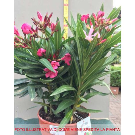 1 PIANTA DI OLEANDRO TRICOLOR VASO 20CM Nerium Oleander