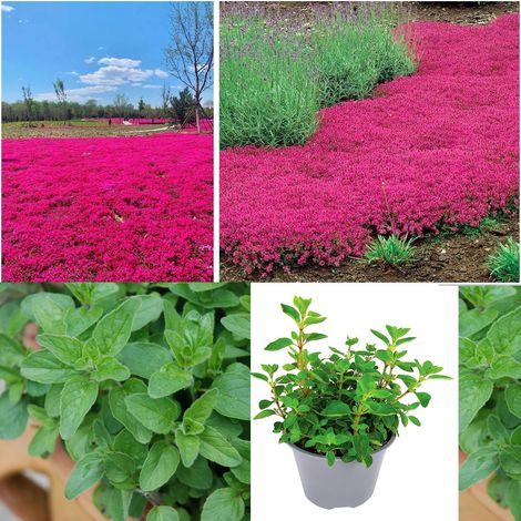 Kit méditerranéen – Thym rose + Origan – 10000+1000 – Herbes – Pizza – Grillade (1/5)