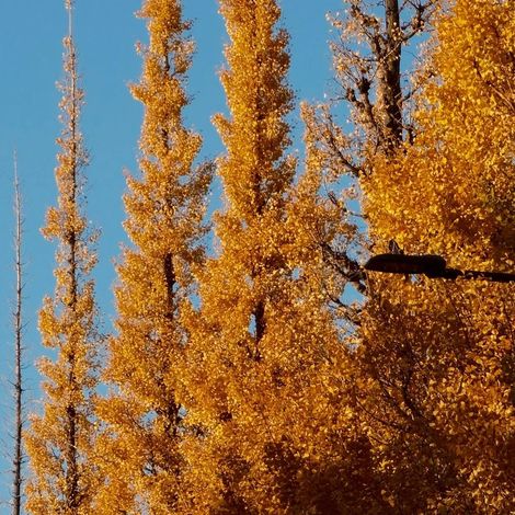 Arbre aux 40 écus fastigié Gold Flame® 'Gold Flame', Ginkgo/Pot de 30L - 175/200 cm