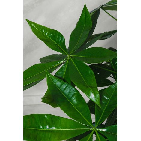 Pianta Pachira acquatica Pakira vaso 16cm H 100cm foto reali pianta vera (1/2)