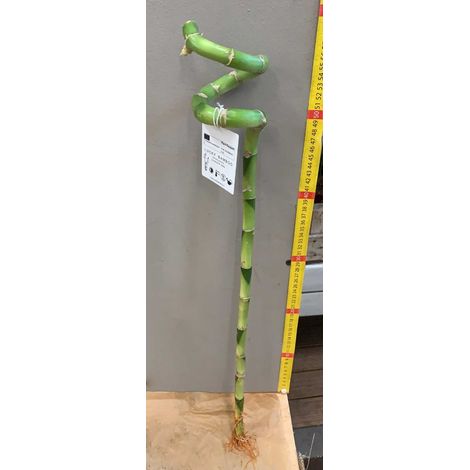 LUCKY BAMBOO SPIRALE 60CM (BAMBÙ DELLA FORTUNA)