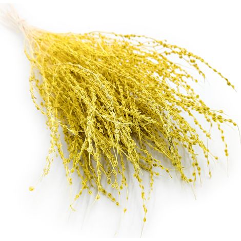 Lepidium (Lepidium sativum) - Giallo