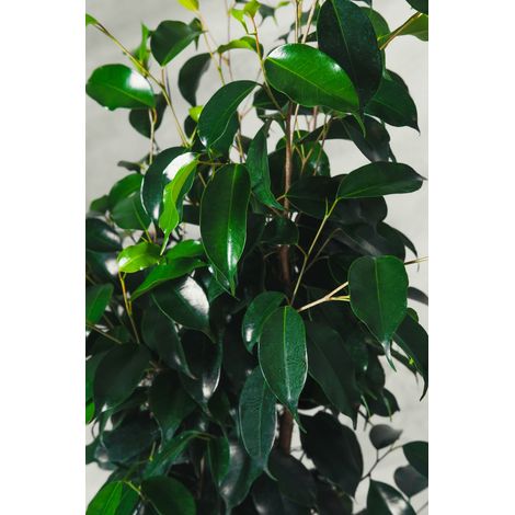 Ficus benjamina plante Danielle pot 16cm h 110cm photo réelle plante réelle (1/3)