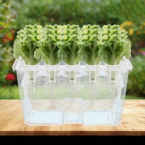 Set aus 2 transparenten Hydroponik Anbauboxen mit je 15 Löchern im Deckel, komplettes Wasseranbau Set inklusive 15 Pflanzkörben pro Box für Salat (1/5)