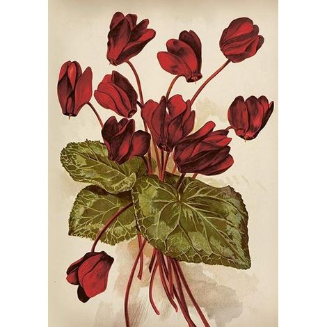 ST515 B6 Karte + Cyclamen Umschlag