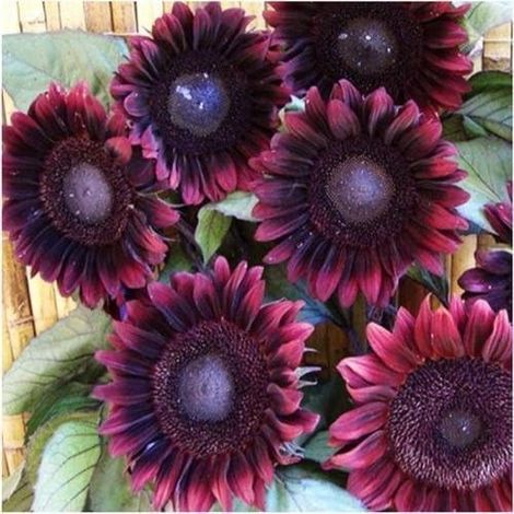 Tournesol Black Velvet 500 pcs – Fleurs Rouge Foncé – Jardin
