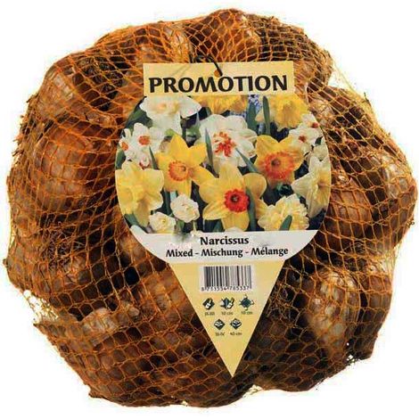 BULBI AUTUNNALI NARCISO DAFFODILS MIX DI COLORI CONFEZIONE DA 50 BULBI BULBS BULBES
