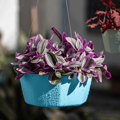 Pot Suspendu - Support Pour Plante D'intérieur - Fixation Murale Ou Plafond - En Plastique - 15 x 15 x 9 cm - Bleu Ciel - 1 Pièce (1/5)