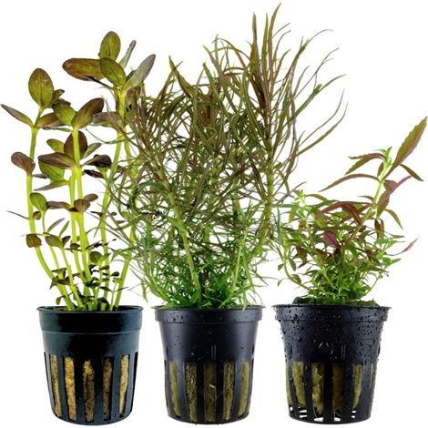 'Buntes' Set mit 3 Topf Pflanzen Aquariumpflanzen Set Nr.244