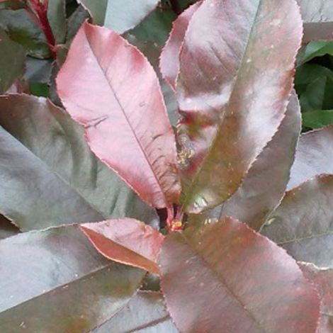 Photinia fraseri 'Camilvy' - 40-60 cm pot