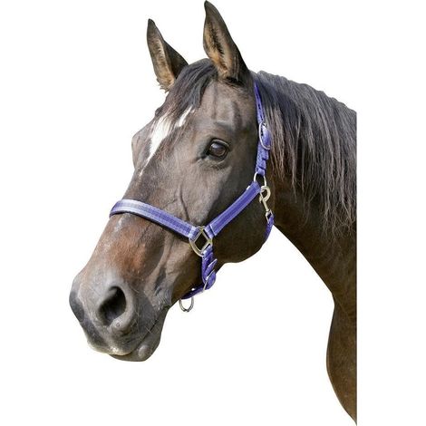 1 Licol Cheval Polyamide Réglable Bleu Noir Équitation (1/4)