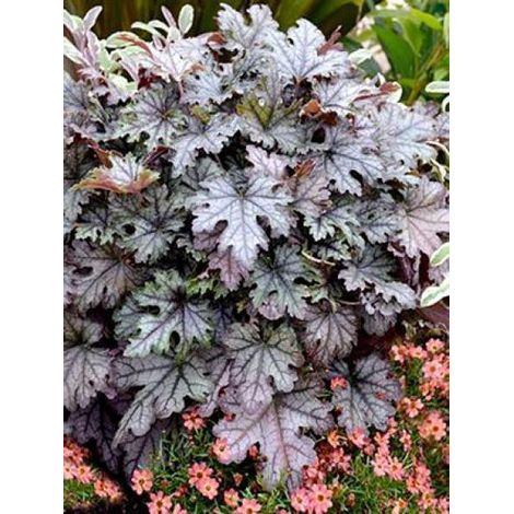Heucherella 'Cracked Ice' Godet de 8/9 cm (1/4)