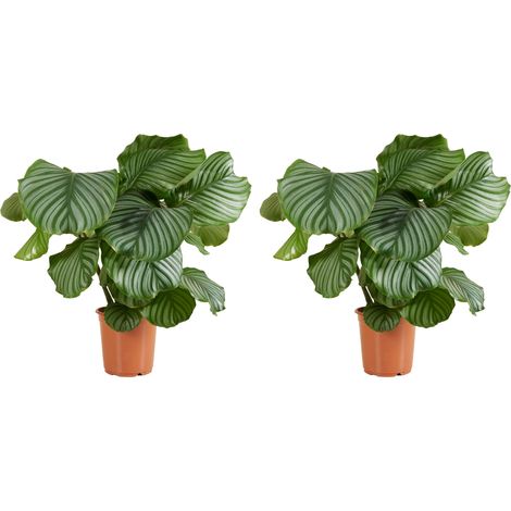 Bloomique - Lot de 2 - Calathea Orbifolia - Plante paon - Plantes d'intérieur - Purifiant l'air - Facile d'entretien - Hauteur 60-80 cm - Pot 17 cm