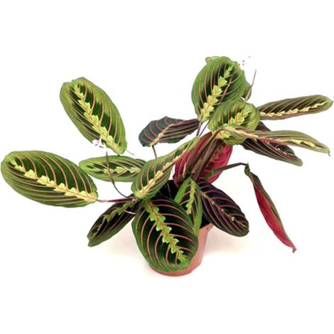 Planta Natural Calatea Maranta Fascinator en Maceta M12