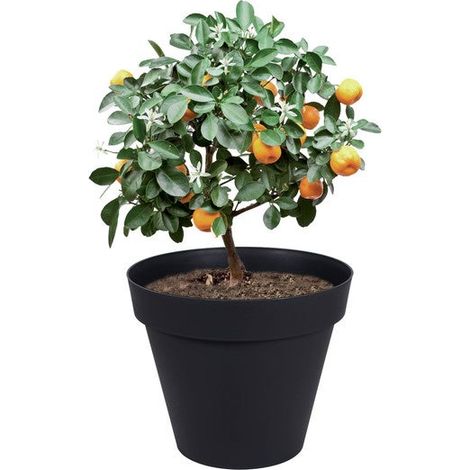 EDA – Pot de fleur rond Toscane Ø 80 x H.66 cm – Anthracite – Résistant au gel et UV – Réserve d'eau – Fabrication française (1/4)