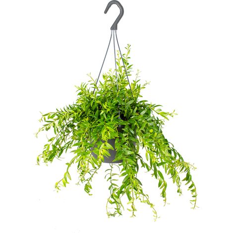 Bloomique - Aeschynanthus Mona Lisa - Plante Rouge à Lèvres - Plante suspendue - Plantes d’intérieur - Sans danger pour les animaux - Hauteur 20-30 cm - Pot 17 cm (1/3)