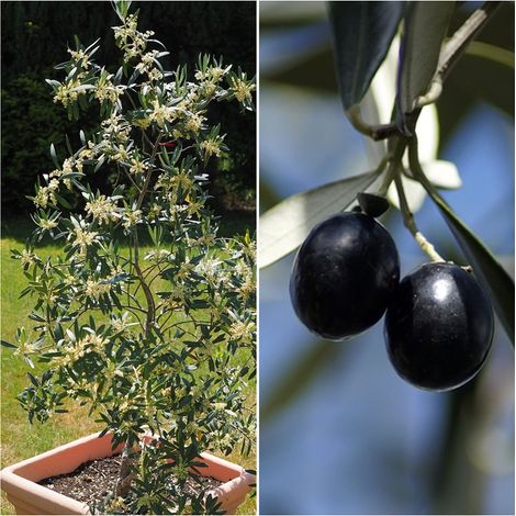 Semillas de Olivo Silvestre. Olea Europaea Sylvestris. 250 Gramos