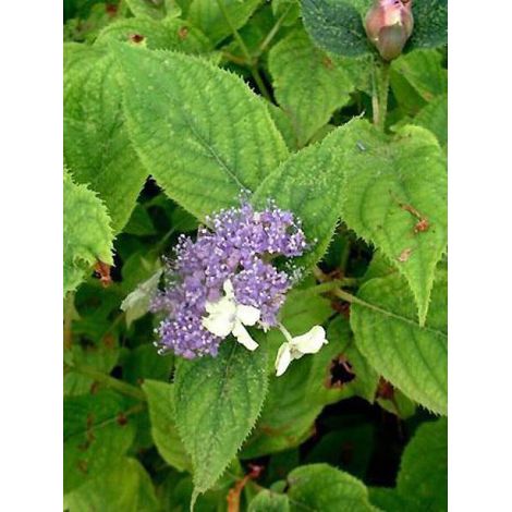 Hortensia nain Pot de 2L/3L (1/4)