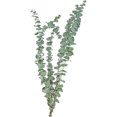 10 véritables feuilles d'eucalyptus naturelles, fleurs séchées, décorations de mariage (1/5)