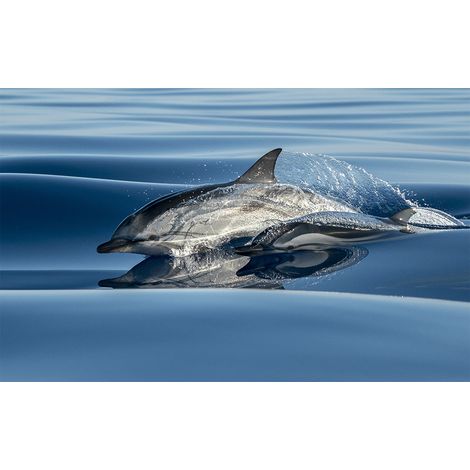 Affiche animaux dauphin - 60x40cm - made in France (1/5)