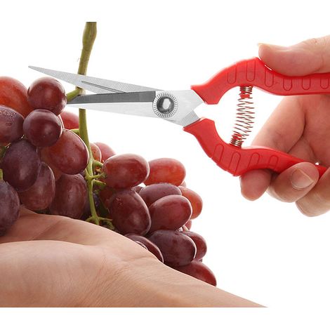 Filiyano-Cueille-fruits en acier inoxydable, coupe-branches, coupe-raisins, rare (1/3)