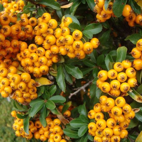 Buisson ardent - Pyracantha 'Teton' - 30-40 cm pot (1/4)