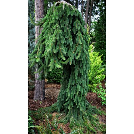 Abete rosso piangente "Picea abies inversa pendula" pianta in vaso Ă¸50 cm h. 200/250 cm