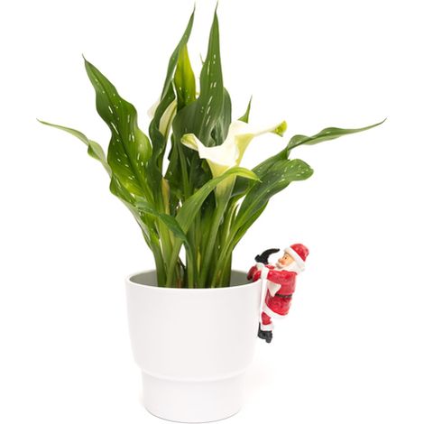 Full Colour Father Christmas Pot Buddy - L10.5 x W7.7 x H5.8 cm