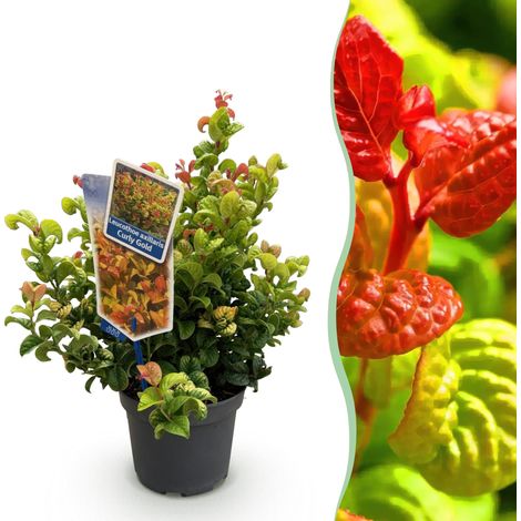 Leucothoe Curly Gold Arbuste de Jardin Persistant Feuillage Jaune Doré Pot 17cm Hauteur 40cm - PANGIVO (1/5)