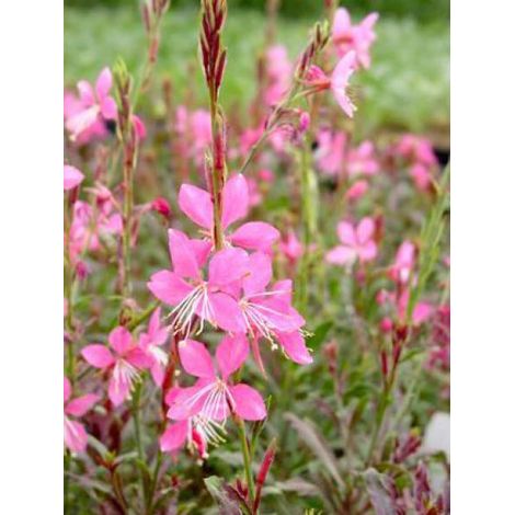 Gaura lindheimeri 'Crimson Butterflies' Godet de 8/9 cm (1/3)