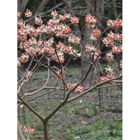 Buisson à papier 'Red Dragon - Akebono' Pot de 3L/4L (1/4)