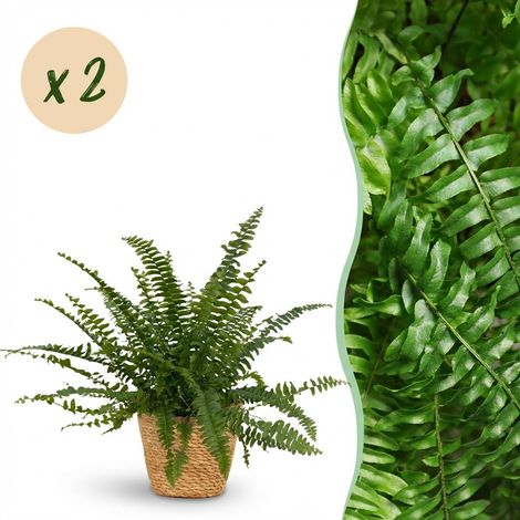 Lot de 2 Fougères Nephrolepis exaltata Green Lady - Plante d'Intérieur avec Paniers - Pot 12 cm - PANGIVO (1/5)