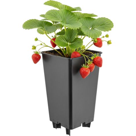 Garronda Blumentopf Pflanztopf Kunststoff mit Standfüßen 12 x 12 x 21 cm (2L) für Erdbeeren und Himbeeren, Kulturtopf mit Drainage für Hydrokultur und Gartenbau Schwarz GD-0206