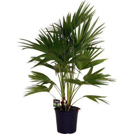 Livistona Chinensis Palmier Éventail de Chine Plante d'Intérieur et Extérieur Ø24cm H100cm - PANGIVO (1/4)