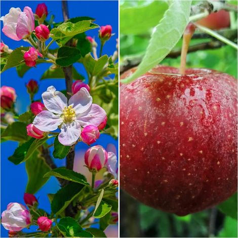 Planta Frutal Manzano Manzana Royal Gala. 80 - 100 Cm